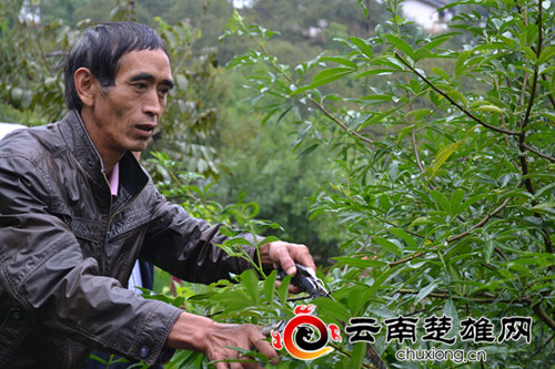 大姚县花椒产业"麻"出群众好日子