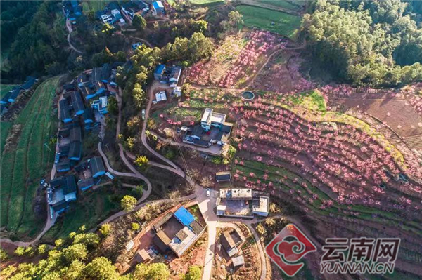 云发布云南武定县以12348工作思路统筹推进脱贫攻坚与乡村振兴有机