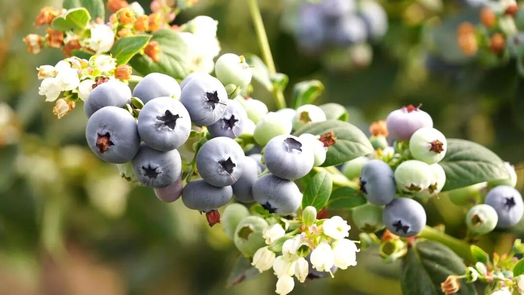 蓝莓1.jpg 图片