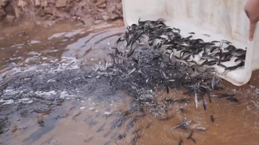 鱼苗投放2.jpg 图片