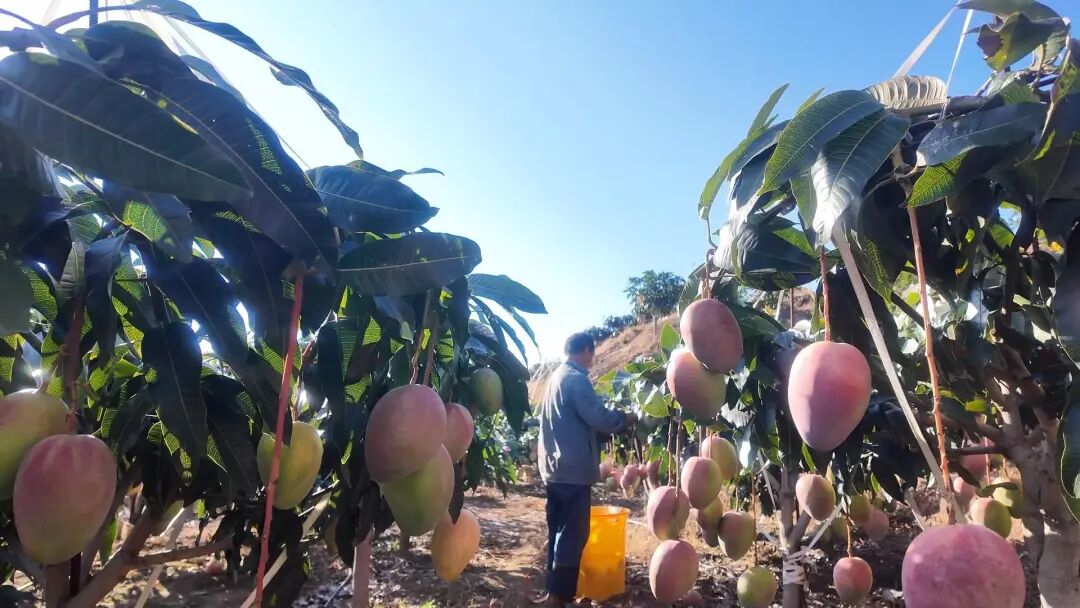 晚熟芒果8.jpg 图片