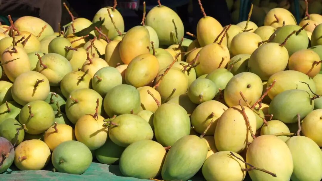 晚熟芒果2.jpg 图片