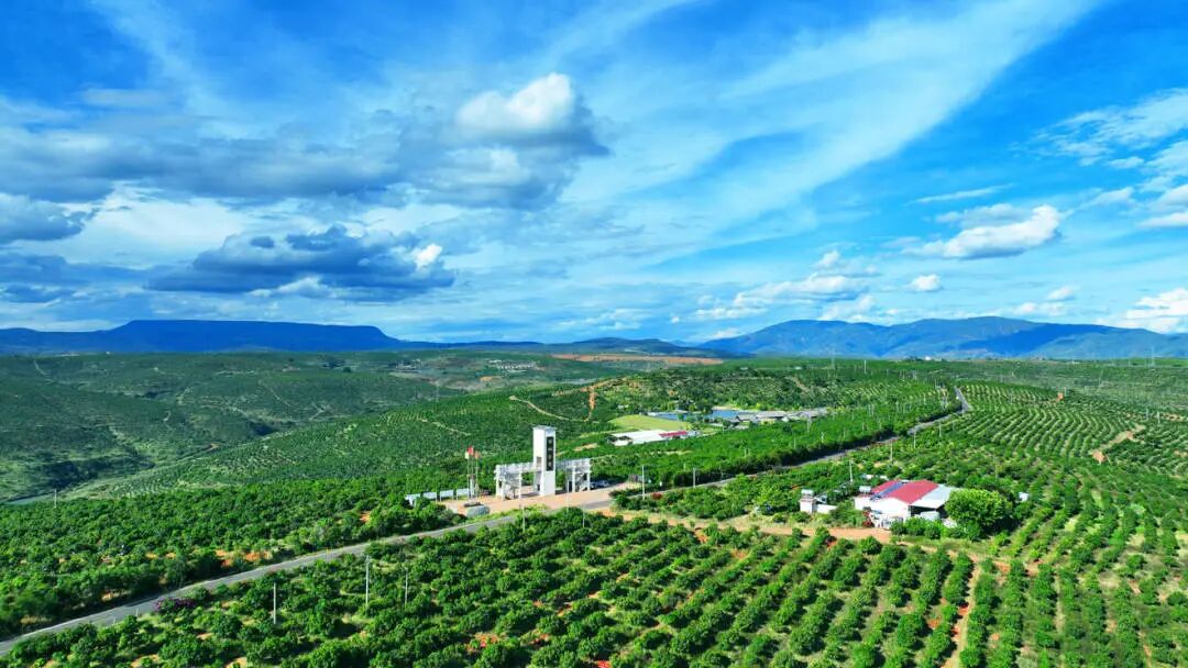 哲林芒果1.jpg 哲林芒果1.jpg