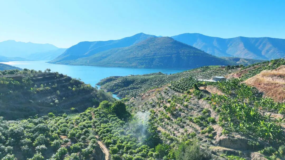 永兴芒果2.jpg 永兴芒果2.jpg