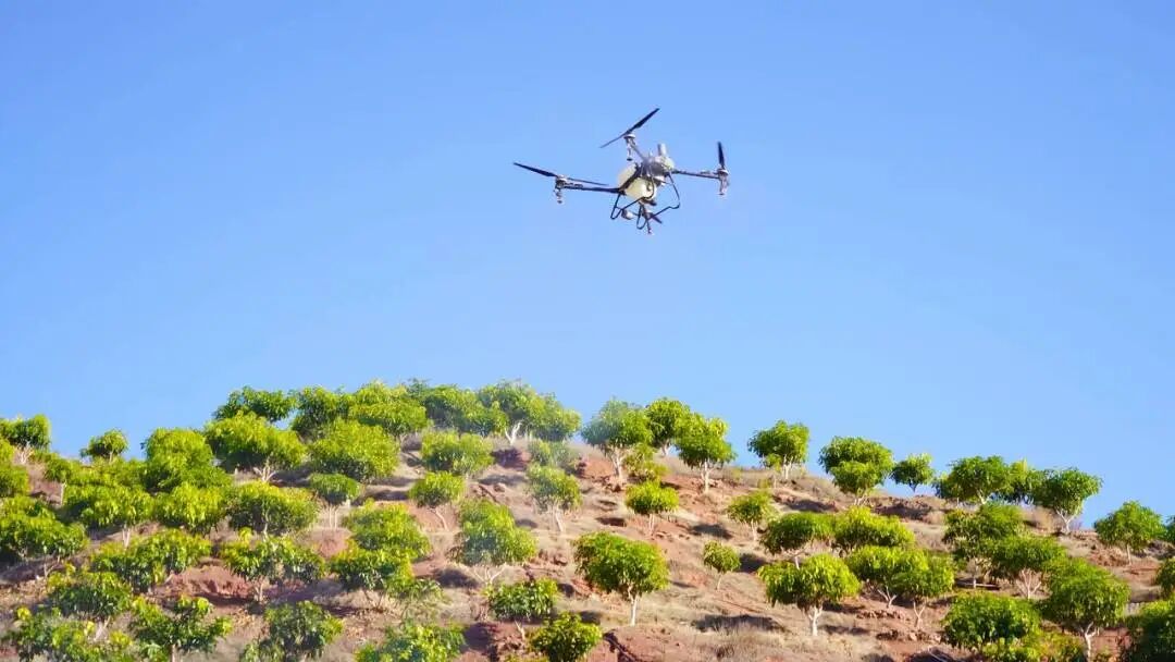 永兴芒果3.jpg 永兴芒果3.jpg