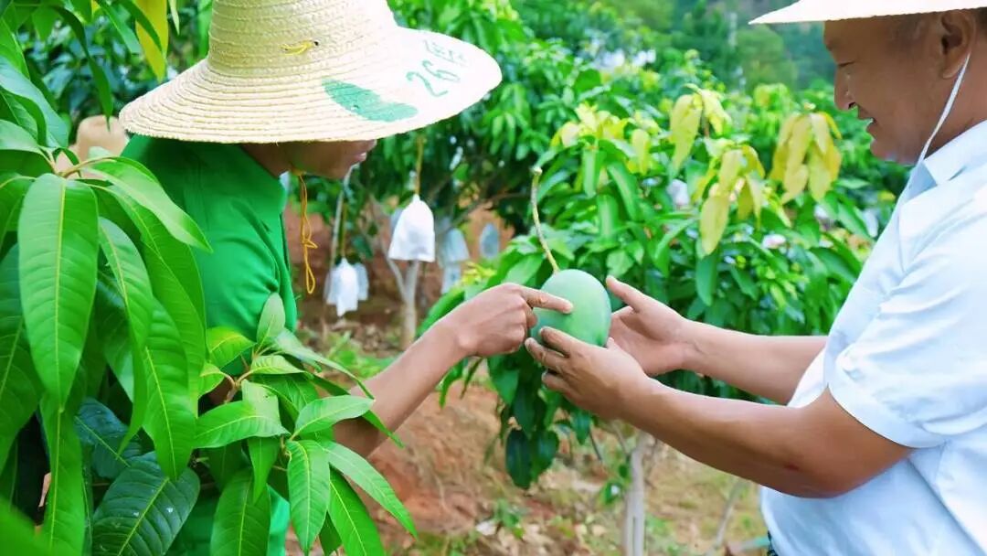 芒果2.jpg 芒果2.jpg