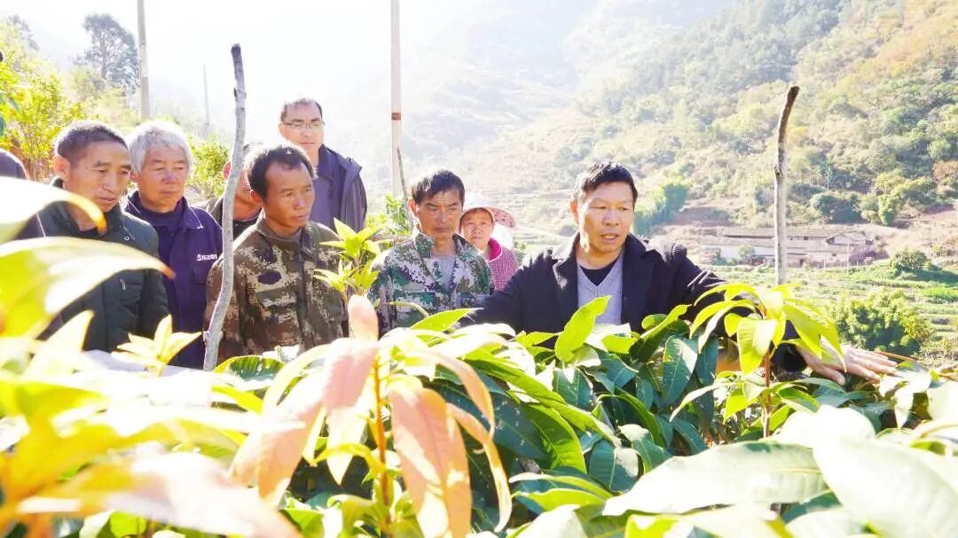 芒果3.jpg 芒果3.jpg