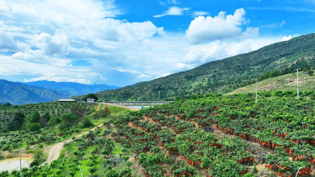 永兴芒果4.jpg 永兴芒果4.jpg