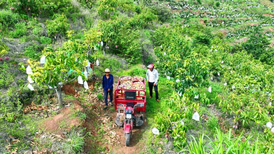 永兴芒果5.jpg 永兴芒果5.jpg
