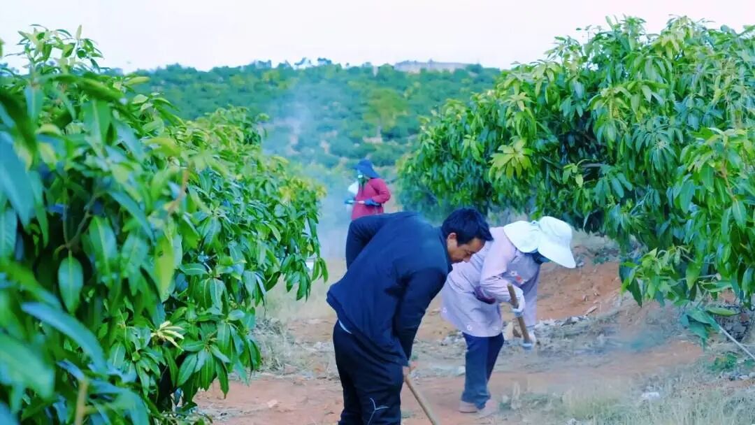 芒果4.jpg 芒果4.jpg