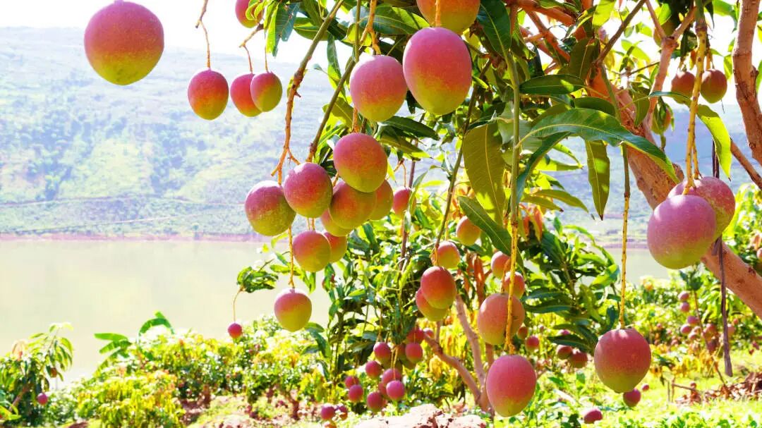 永兴芒果6.jpg 永兴芒果6.jpg