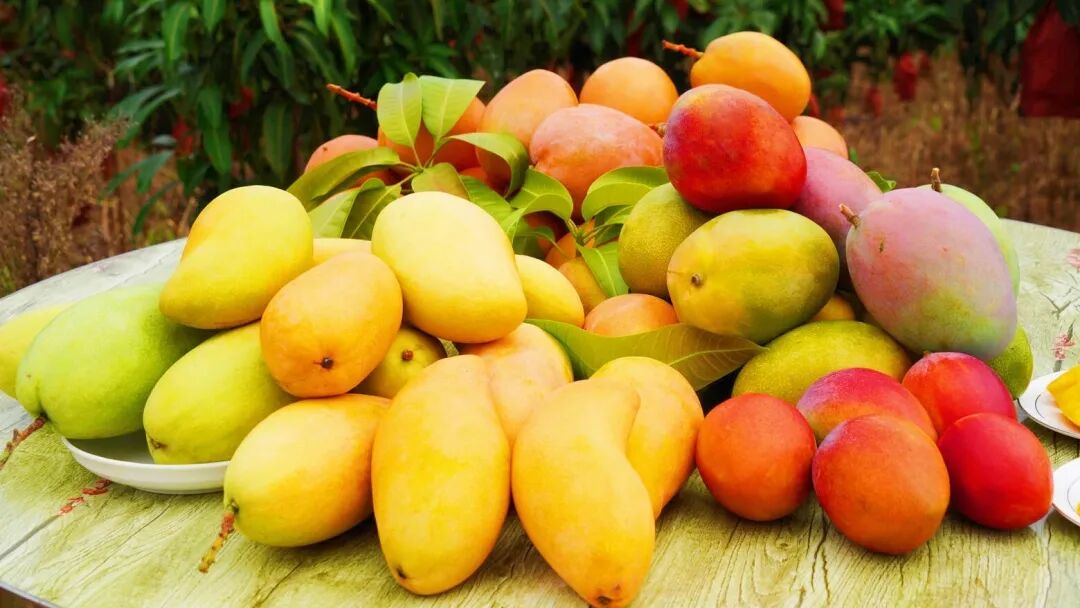 芒果5.jpg 芒果5.jpg