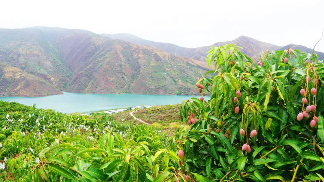 永兴芒果8.jpg 永兴芒果8.jpg