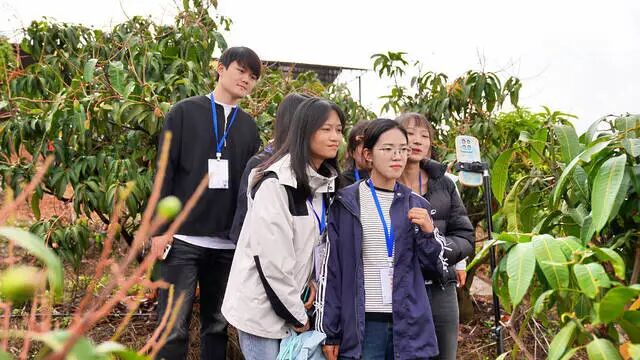 芒果6.jpg 芒果6.jpg