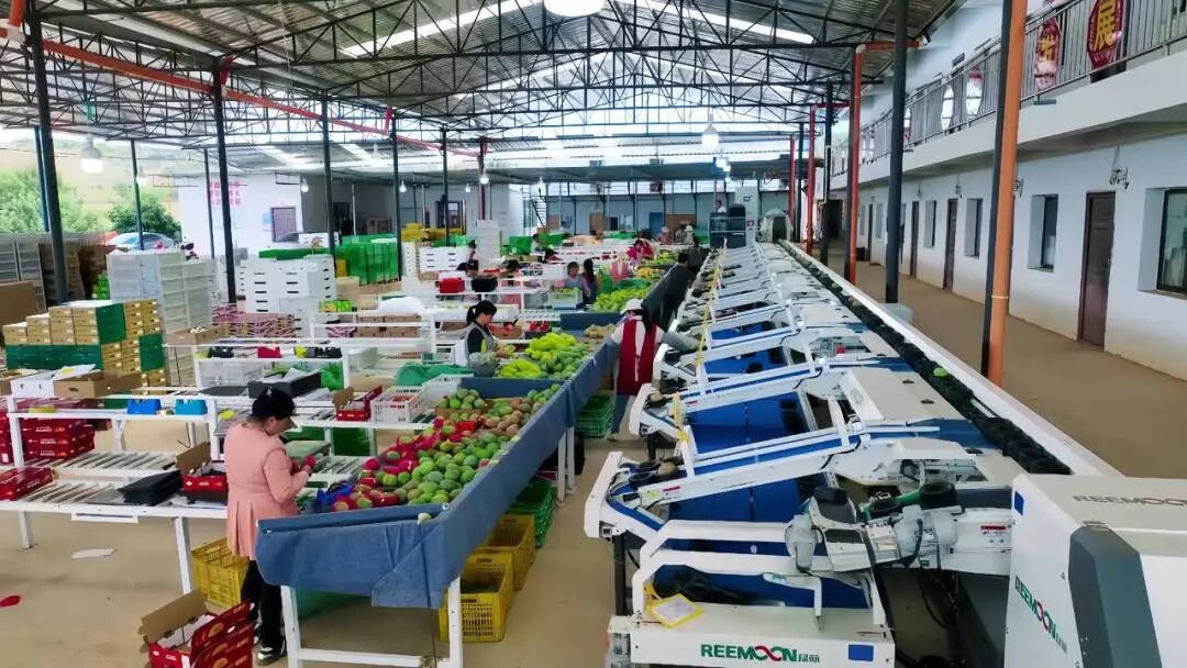 芒果7.jpg 芒果7.jpg