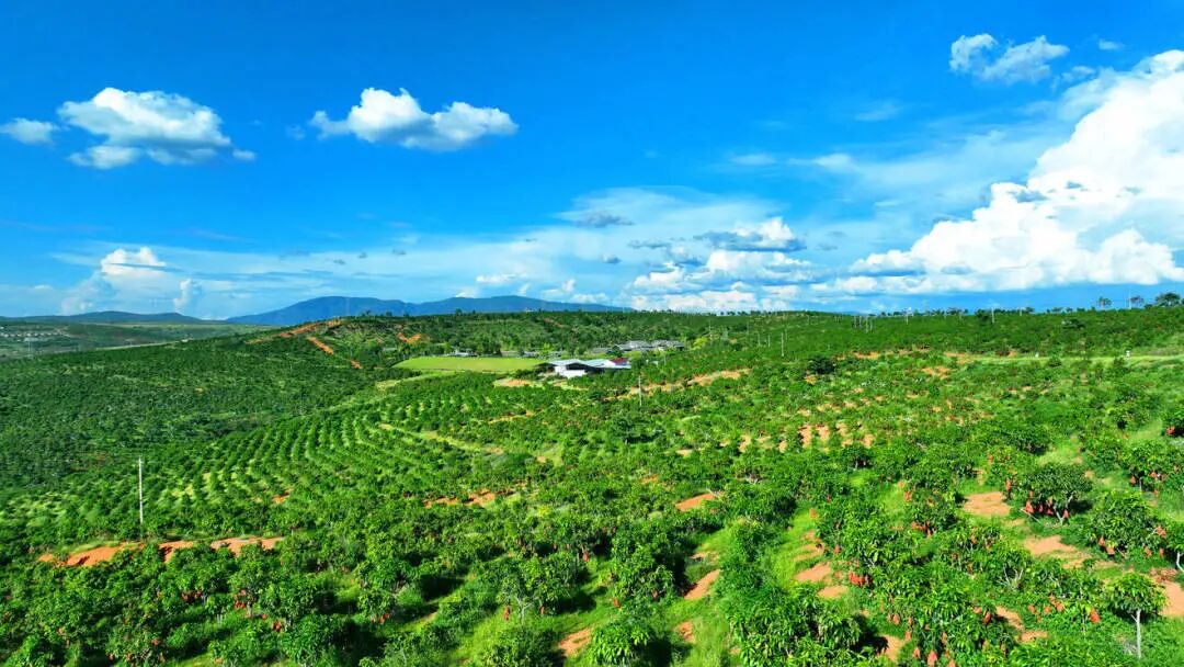 哲林芒果2.jpg 哲林芒果2.jpg