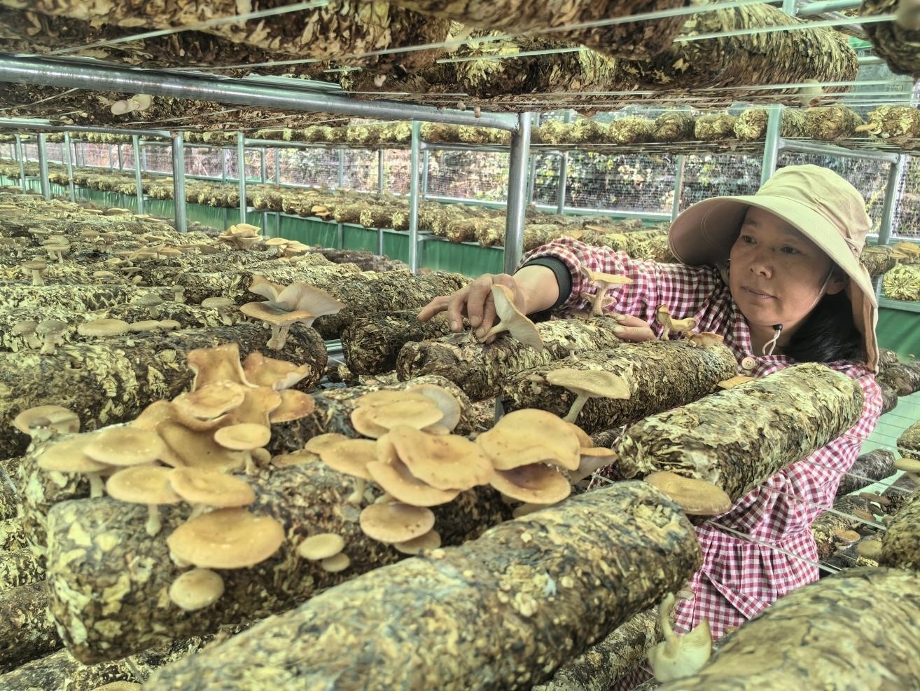 基地工人在采收人工菌