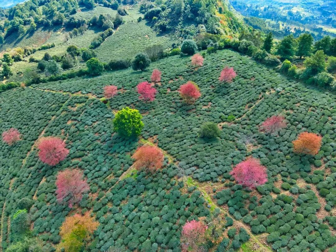 白竹山上的万亩茶园
