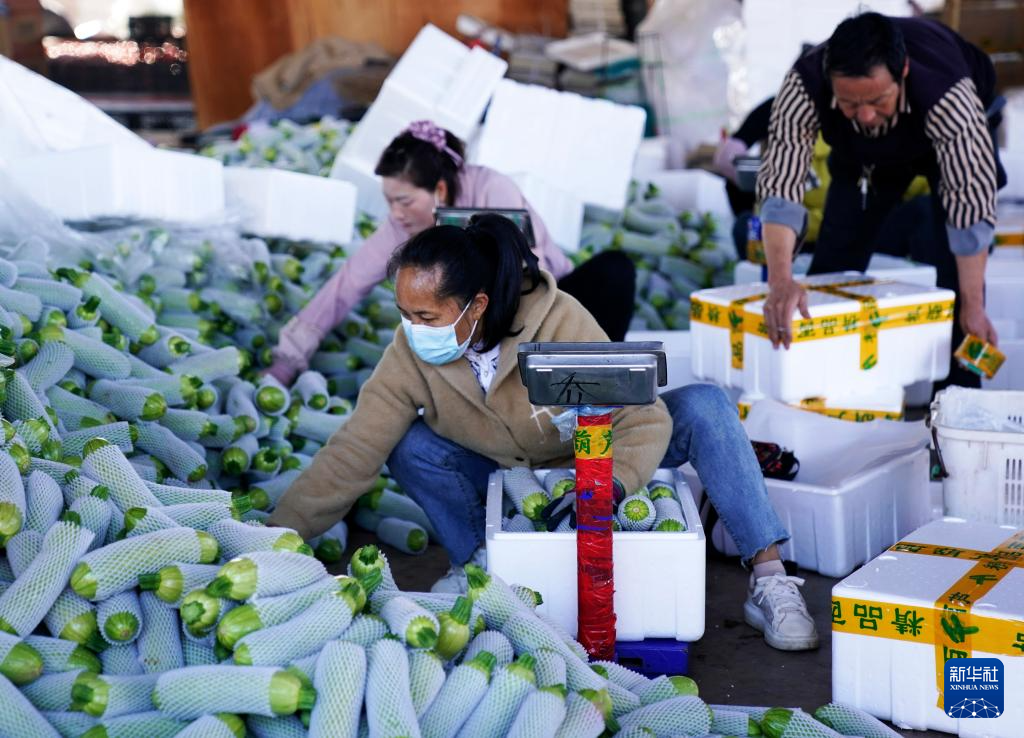 1月14日，在云南省元谋县果蔬综合批发市场，村民在分拣蔬菜。新华社发（梁志强摄）