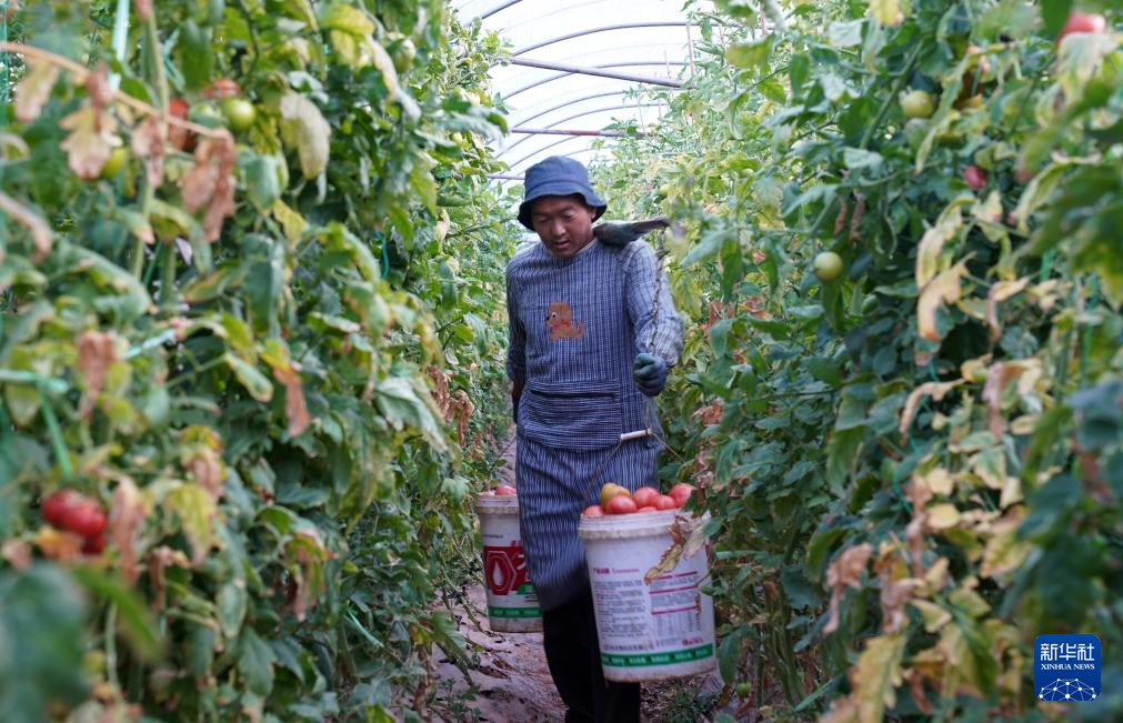 1月14日，村民在云南省元谋县蔬菜种植基地采摘番茄。新华社发（梁志强摄）