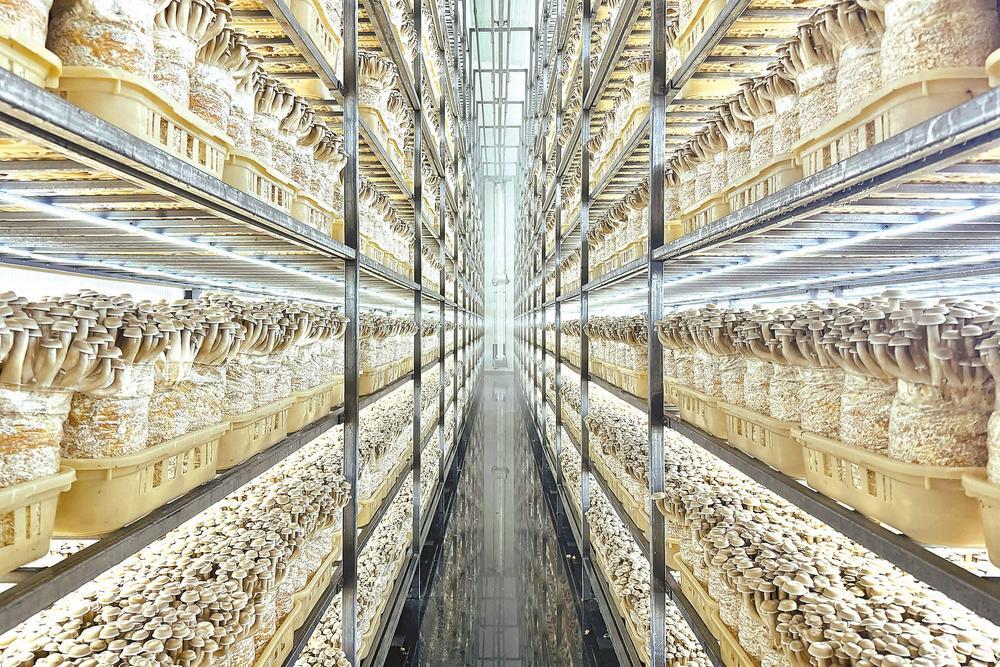 老高坝产业园区内的智慧菇房。 记者 谢蕊灿 摄