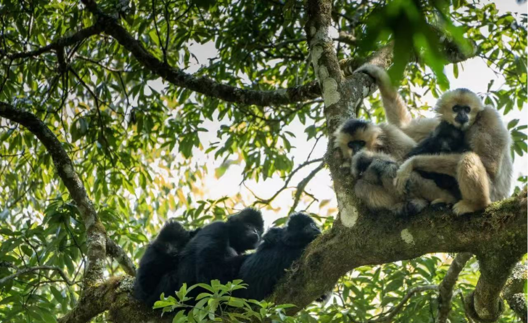 云南哀牢山国家级自然保护区楚雄州辖区的野生动物。