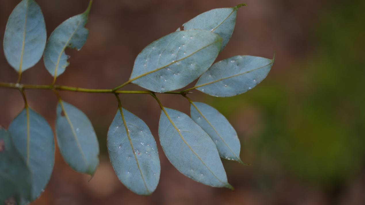 云南哀牢山国家级自然保护区楚雄州辖区植物——华樟。