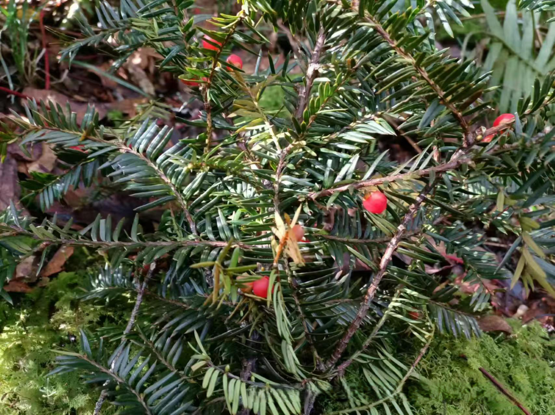 云南哀牢山国家级自然保护区楚雄州辖区植物——西藏红豆杉。