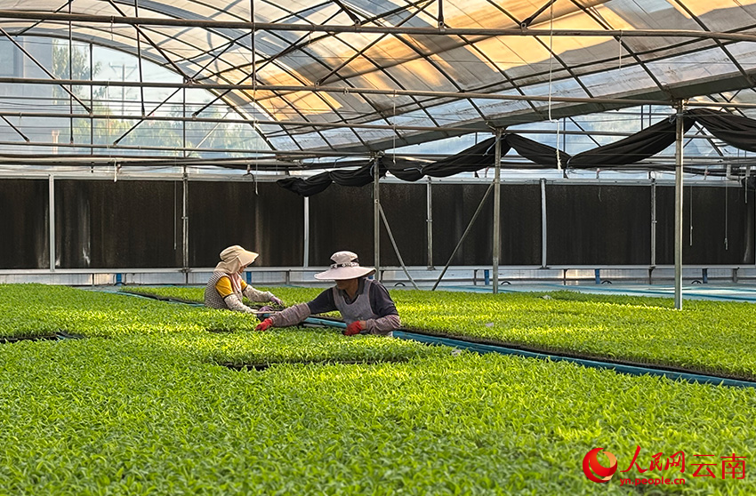 元谋种业创业孵化示范园内，农户正在分拣种苗。人民网 雷霁摄