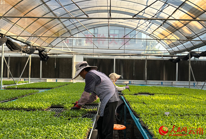 元谋种业创业孵化示范园内，农户正在分拣种苗。人民网 雷霁摄