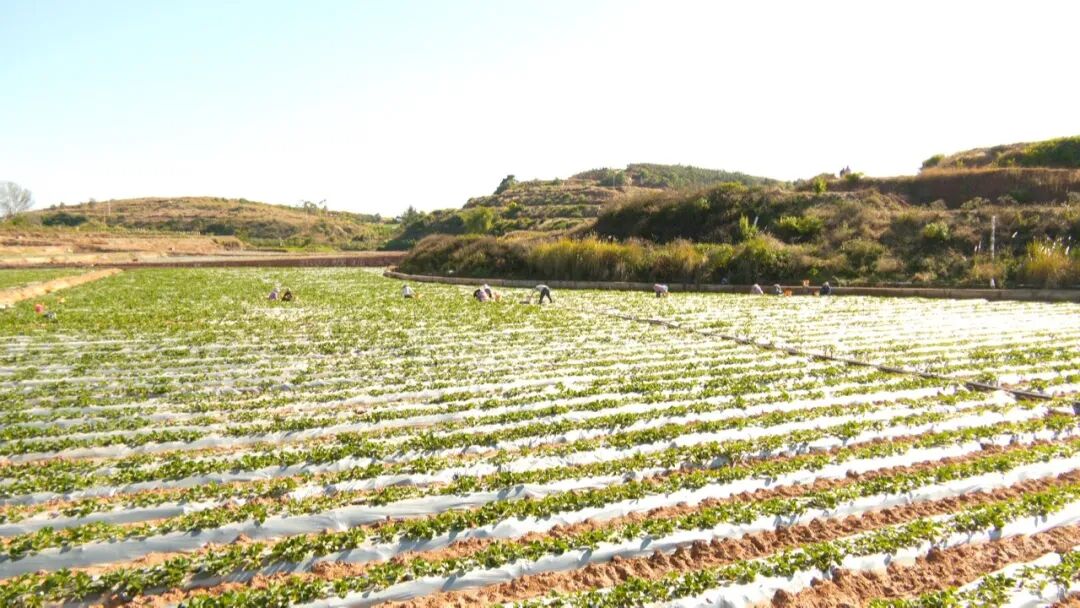 草莓创出“甜蜜效益” (9).jpg 图片