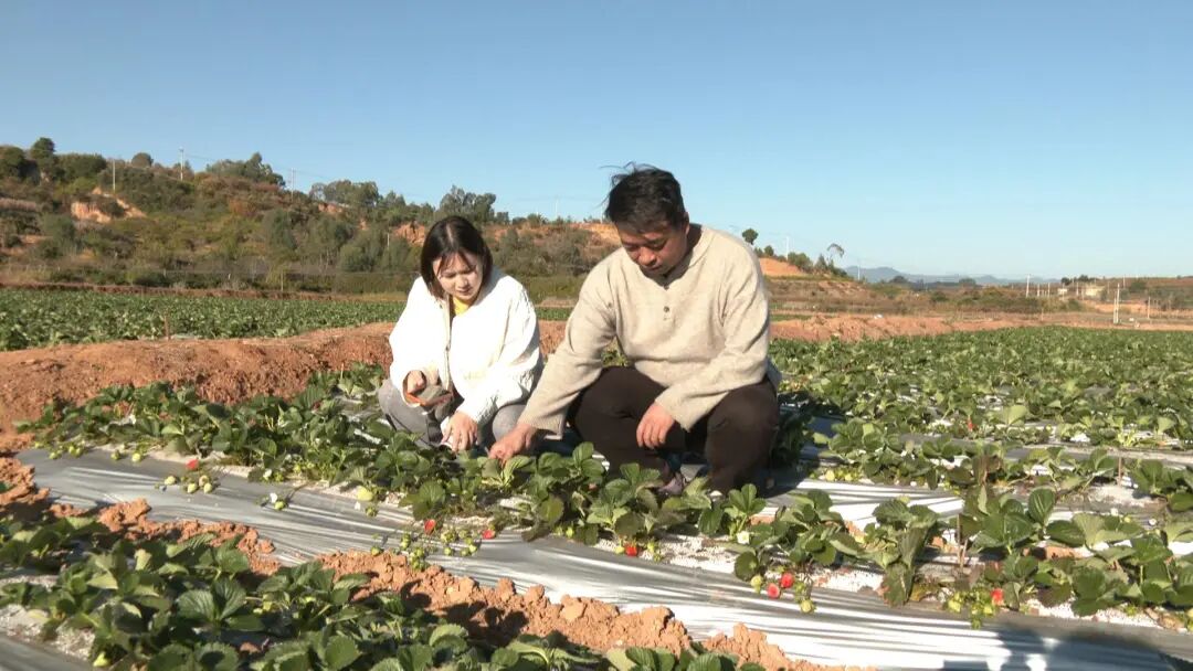 草莓创出“甜蜜效益” (12).jpg 图片