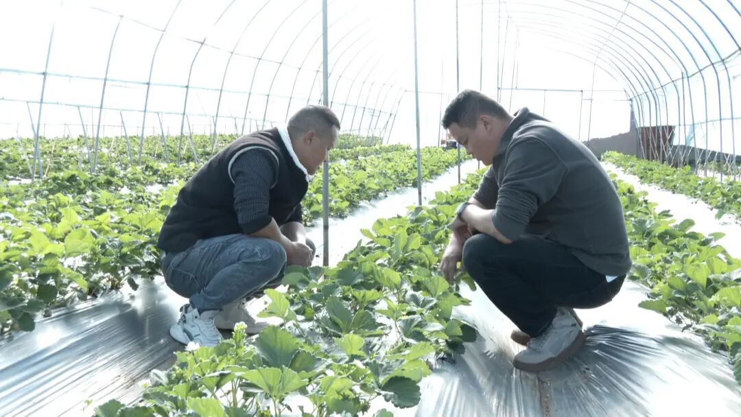 草莓创出“甜蜜效益” (6).jpg 图片