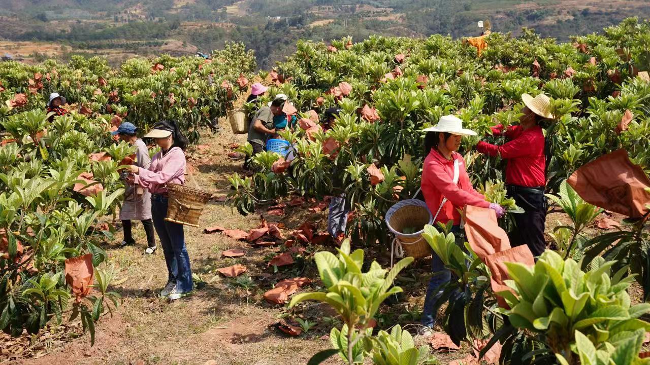 群众在采摘枇杷