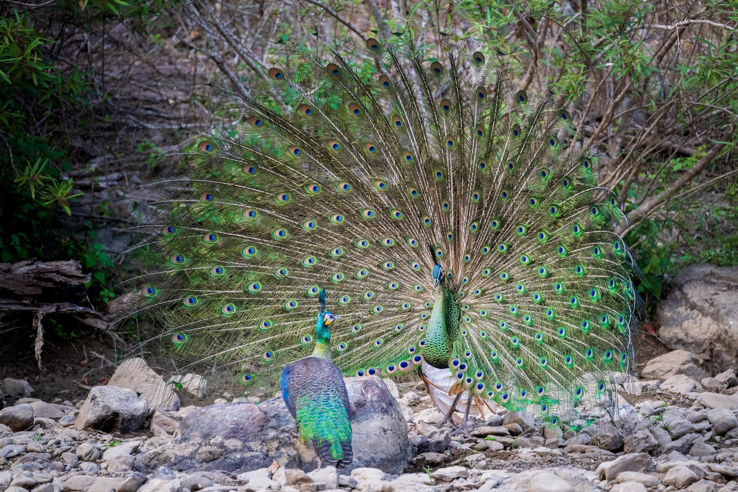 绿孔雀。颜谦 摄