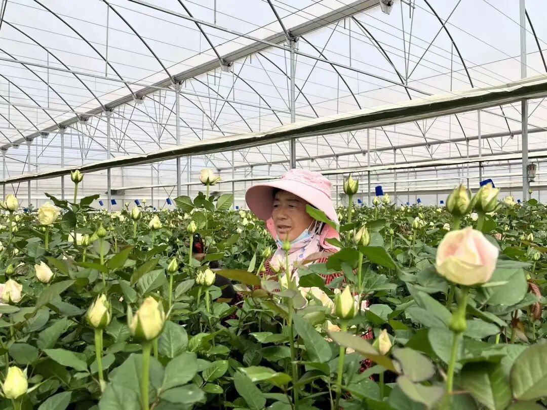 刘兴梅正在采摘鲜切花 图片