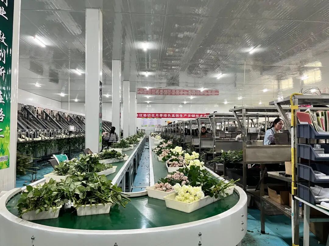 云秀花卉智慧分选包装车间 图片