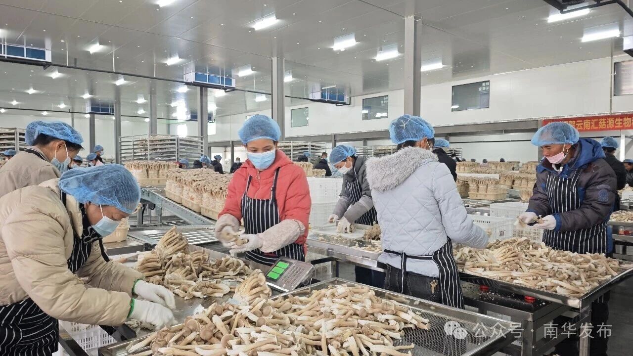 工人在采收人工菌