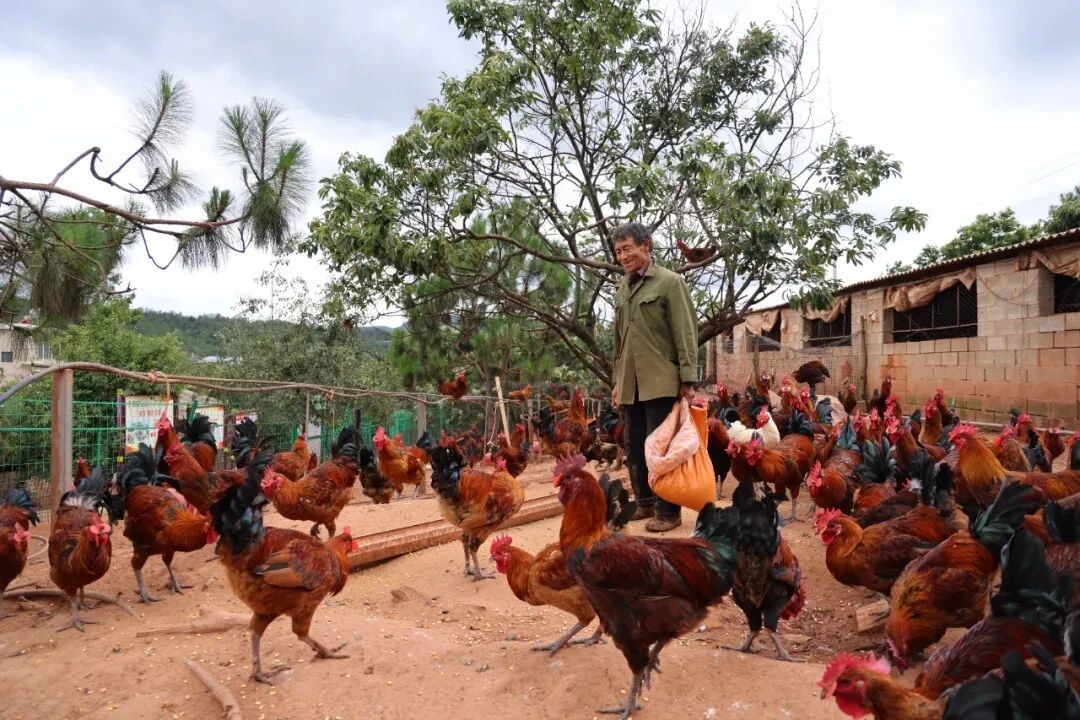 武定壮鸡养殖