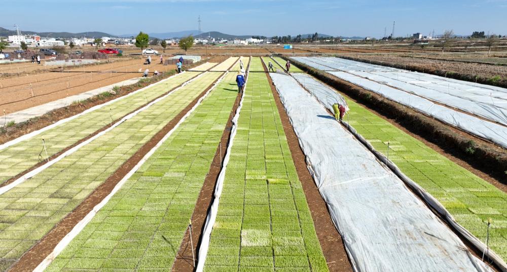 楚雄市子午镇大控摆育秧基地内，嫩绿的水稻秧苗长势喜人。何明杰 摄