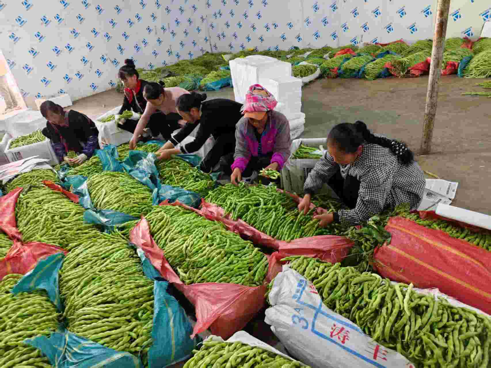 农户分拣青豆以备外销
