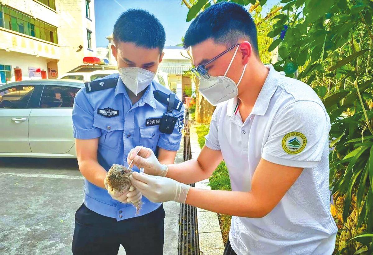 管护人员检查领角鸮是否受伤。周小楠 摄