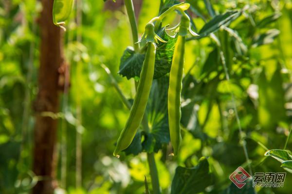 云南牟定荷兰豆种植成为群众致富增收黄金豆