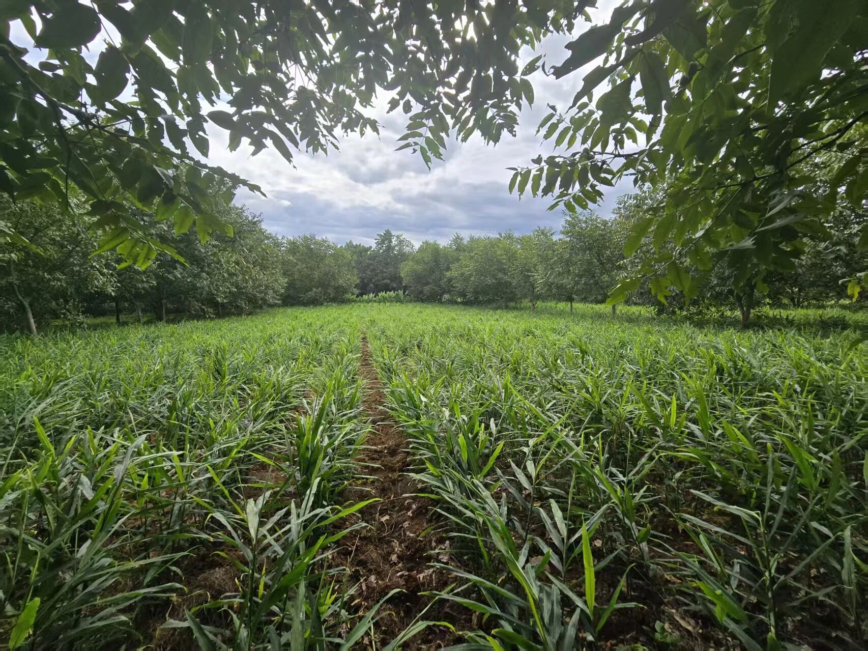 楚雄市的林下生姜