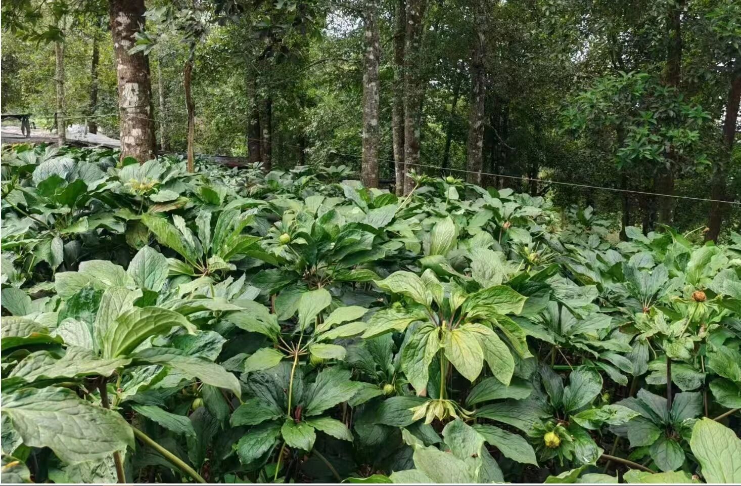 双柏县的立体药园