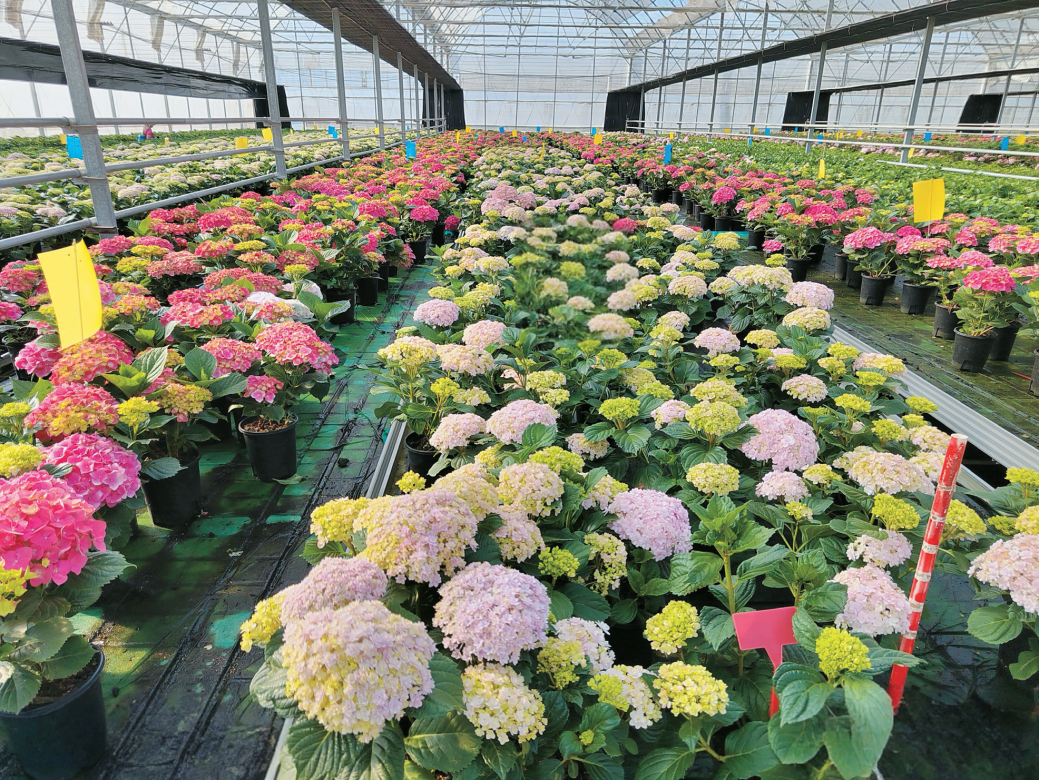 姚安滇耘花卉园艺有限公司绣球种植基地