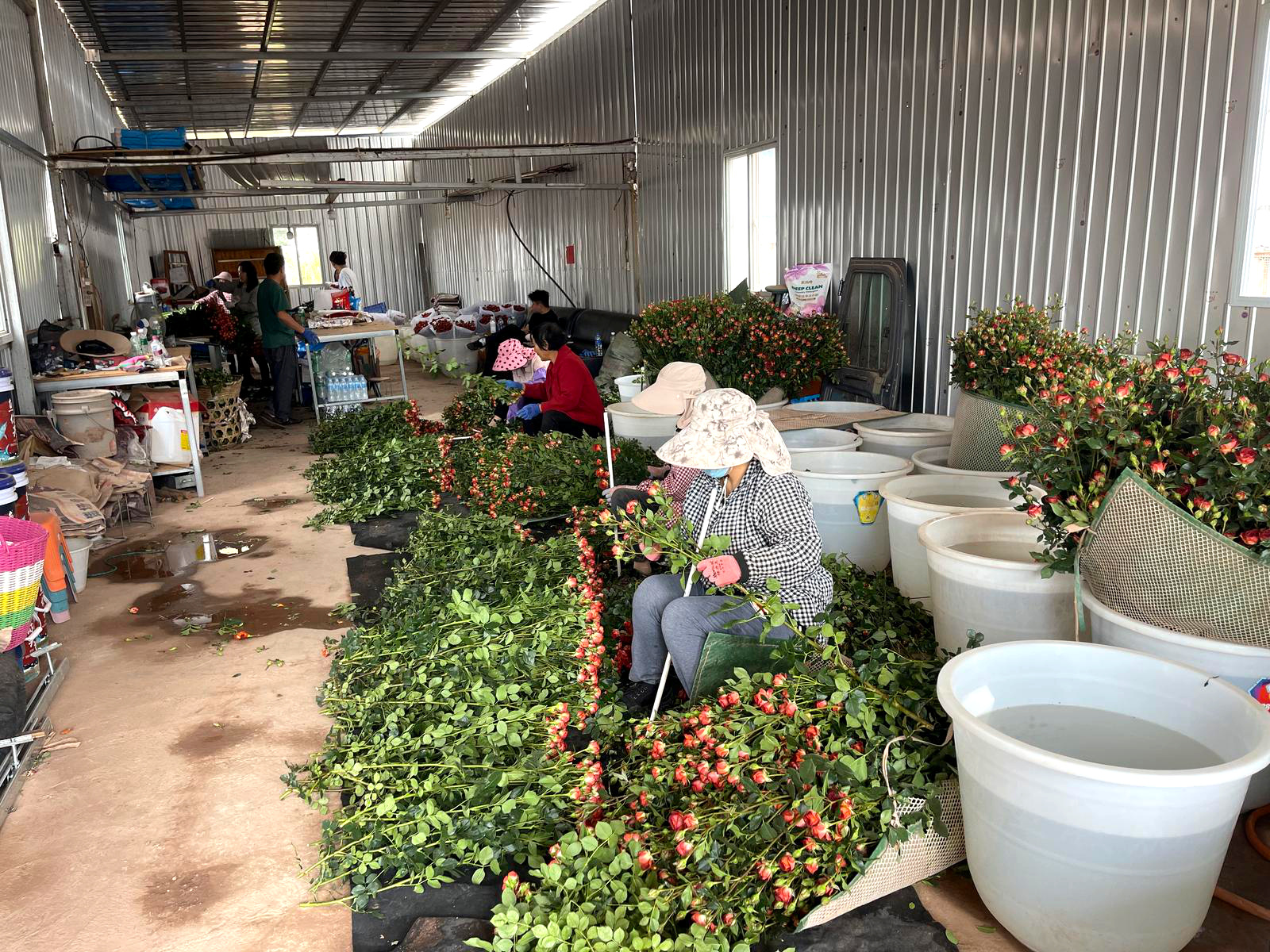 倚梦园花卉种植基地，工人正在包装鲜花