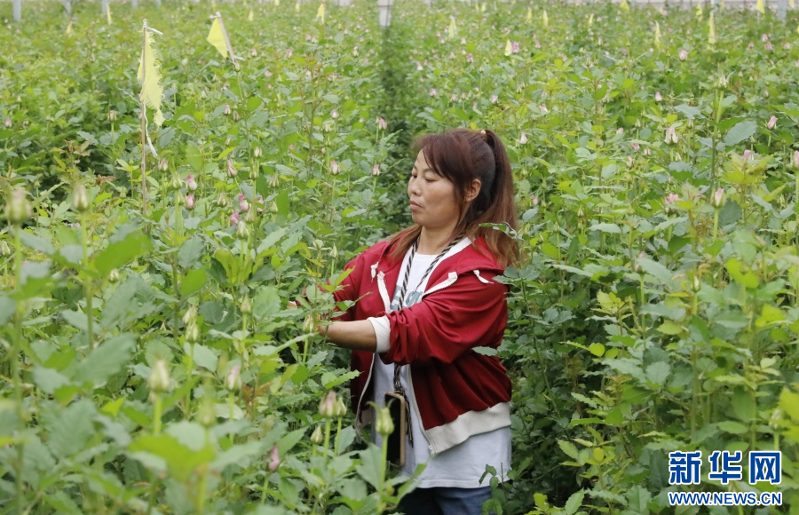 花农在大棚内打理玫瑰植株（8月3日摄）。新华网发（高晨晨 摄）